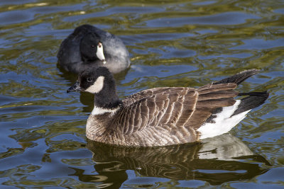 Aleutian Cackling Goose 