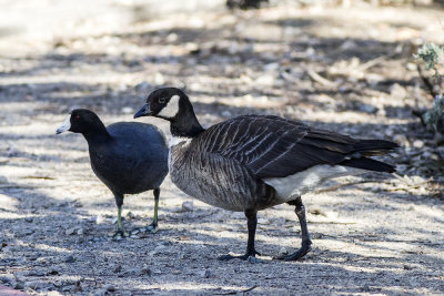 Aleutian Cackling Goose 