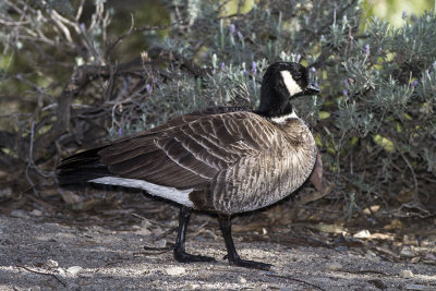 Aleutian Cackling Goose 