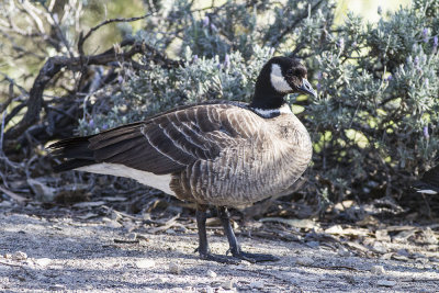 Aleutian Cackling Goose 