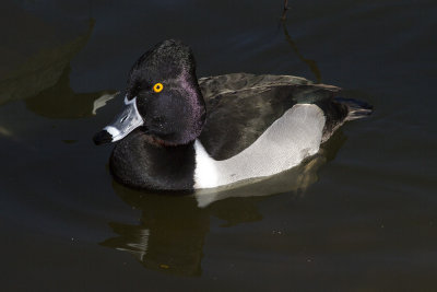 Ring-necked Duck