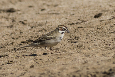 American Lark Sparrow