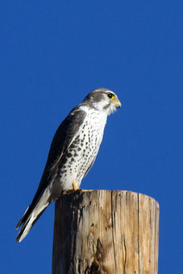 Prairie Falcon