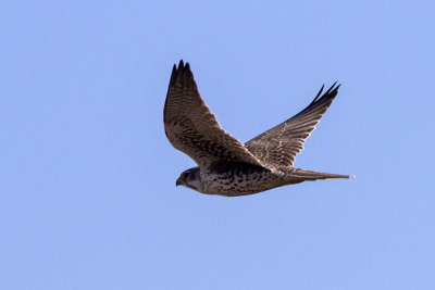 Prairie Falcon