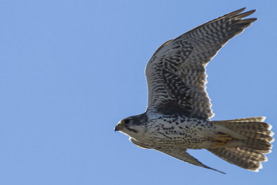 Prairie Falcon