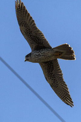 Prairie Falcon