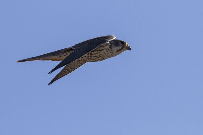 Prairie Falcon