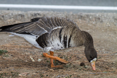 Greater White-fronted Goose