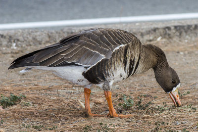 Greater White-fronted Goose