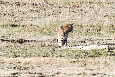 Bobcat (Lynx rufus)