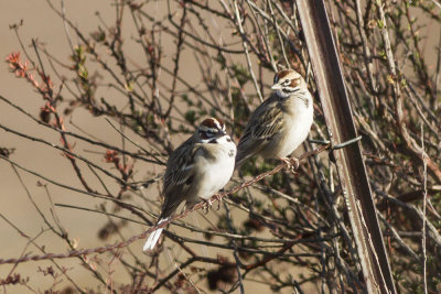 American Lark Sparrow