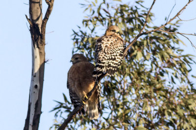 Red-shouldered Hawk