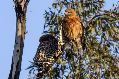 Red-shouldered Hawk