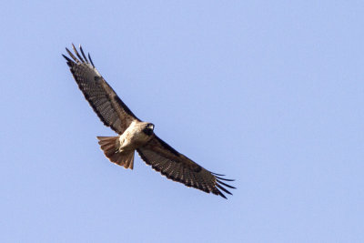 Red-tailed Hawk