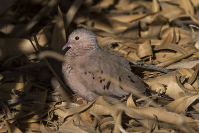 Common Ground Dove