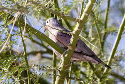 Common Ground Dove