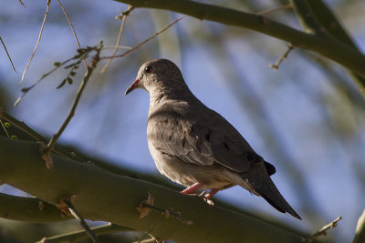 Common Ground Dove