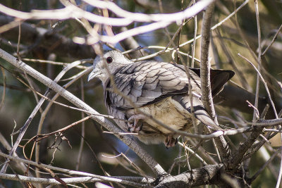 Inca Dove