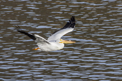White Pelican