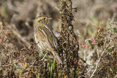 Nelson's Sharp-tailed Sparrow