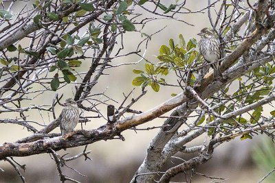 Purple Finch