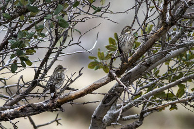 Purple Finch