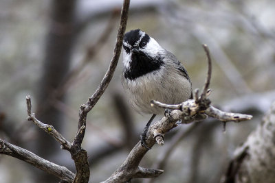 Mountain Chickadee