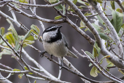 Mountain Chickadee