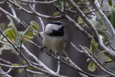 Mountain Chickadee