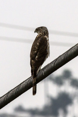 Cooper's Hawk