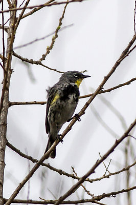 Yellow-rumped Warbler