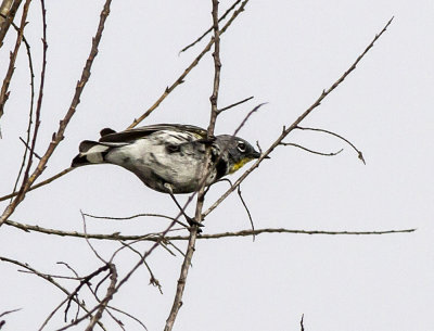 Yellow-rumped Warbler