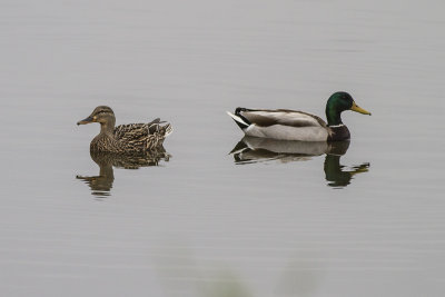 Mallard