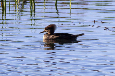 Hooded Merganser