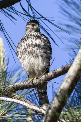 Cooper's Hawk