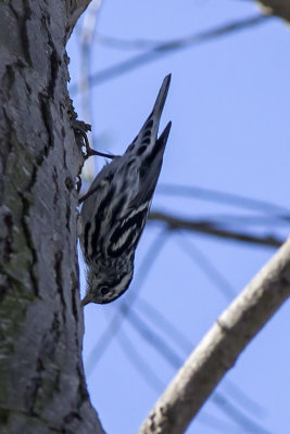 Black and White Warbler