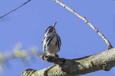 Black and White Warbler