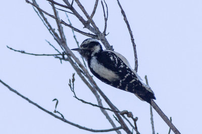 Downy Woodpecker