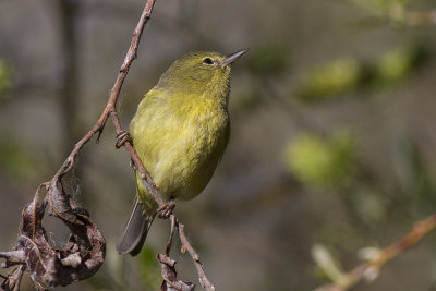 Orange-crowned Warbler