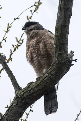 Cooper's Hawk