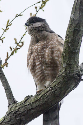 Cooper's Hawk