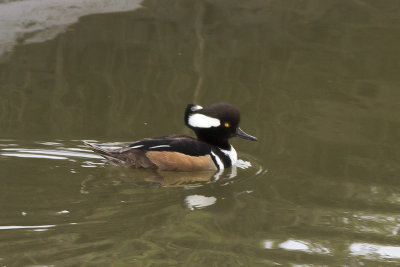 Hooded Merganser