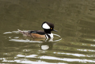 Hooded Merganser