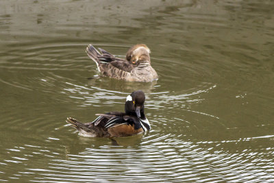 Hooded Merganser