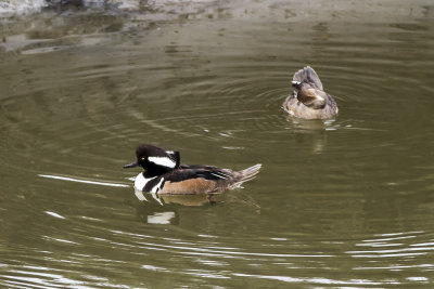 Hooded Merganser
