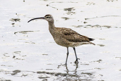 Whimbrel