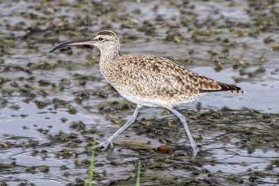 Whimbrel