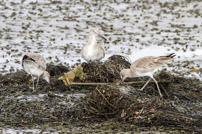 Willet