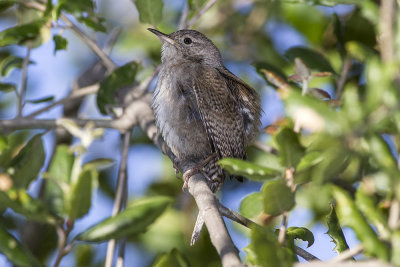 House Wren