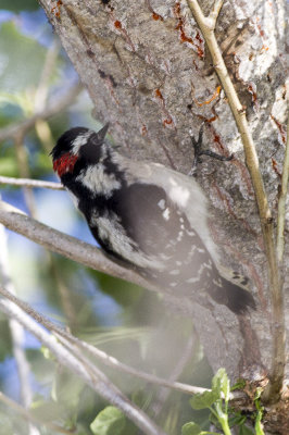 Downy Woodpecker